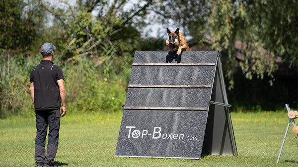 neues Video auf Dogsport online - Klettersprung über die Schrägwand