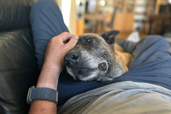 Etzel genießt nun seine Frührente 🐾💛
