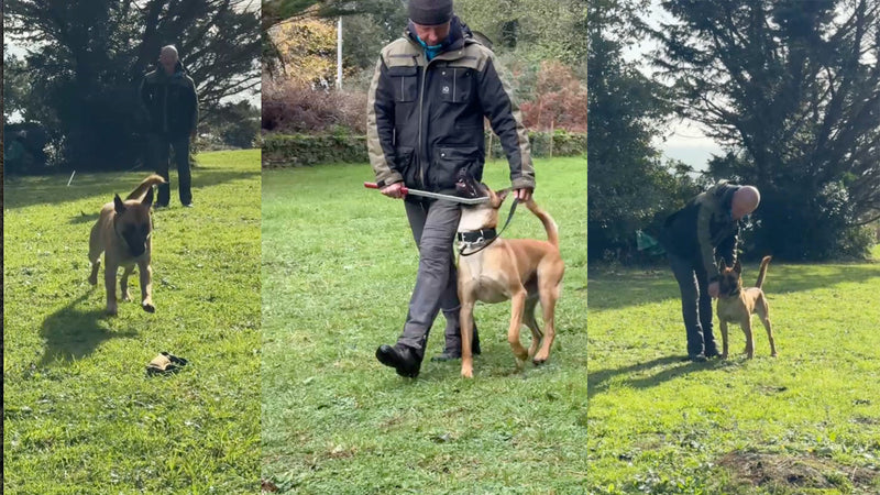 Odin – unser kleiner Sonnenschein ☀️